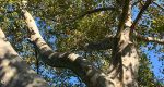 Image of a platanus occidentalis tree in the Rowan University Arboretum, Glassboro New Jersey.