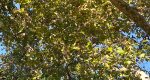 Image of the leaves and branches of a platanus occidentalis tree in the Rowan University Arboretum, Glassboro New Jersey.