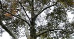Image of the American sycamore tree in the Rowan University Arboretum, Glassboro New Jersey.