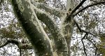 Image of the large branches in an American sycamore tree in the Rowan University Arboretum, Glassboro New Jersey.