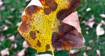 Image of an American sycamore leaf during fall.