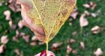 Image of an American plane tree leaf during fall.