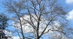 Image of an American sycamore tree in the Rowan University Arboretum, Glassboro New Jersey.