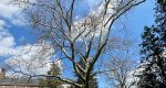 Image of a sycamore tree in the Rowan University Arboretum, Glassboro New Jersey.