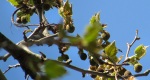 An image of the American sycamore new leaves and fruits