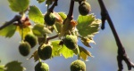 An image of the American sycamore new leaves and fruits