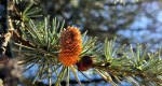 An image of the cedrus atlantica branches and cones in the Rowan University Arboretum, Glassboro New Jersey.