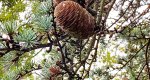 An image of the cedrus atlantica branches and cones in the Rowan University Arboretum, Glassboro New Jersey.