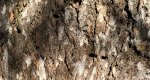 An image of the atlas cedar tree bark in the Rowan University Arboretum, Glassboro New Jersey.