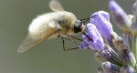A Bombyliidae visiting a flower and drinking nectar using its proboscis.