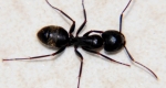 A black carpenter ant with its six legs and long antennae visible. 