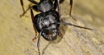 A photo of the large mandibles (biting mouthparts) on a  black carpenter ant. 