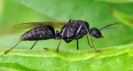 A photo showing the nodule (bump) on the male carpenter ant’s narrow waist.