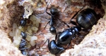 Black carpenter ant larvae.