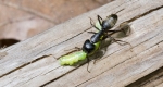 A photo of a foraging black carpenter ant.