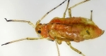 Aphid cornicles are the short protrusions on the posterior. 