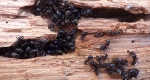 Black carpenter ants on wood. 