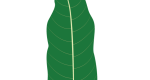 An  Illustration of a Black Cherry Leaf.