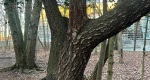 An image of the black cherry tree trunk in the Rowan University Arboretum, Glassboro New Jersey.