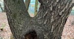 An image of the black cherry tree trunk in the Rowan University Arboretum, Glassboro New Jersey.