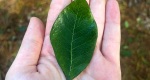 An image of a black cherry tree leaf in the Rowan University Arboretum, Glassboro New Jersey.