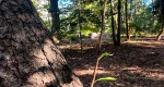 An image of a black cherry new branch in the Rowan University Arboretum, Glassboro New Jersey.