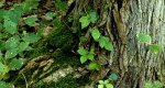 Base of a black locust tree