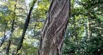 The bark of a black locust tree