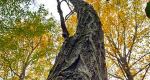 Upward view of a black locust tree
