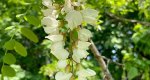 RU-Black-Locust-Flowers-01