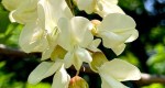 Close-up of black locust flowers