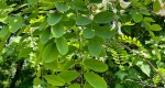 RU-Black-Locust-Leaves-01
