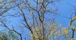 Black locust tree with a few leaves