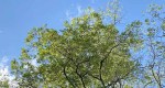Crown of a black locust tree