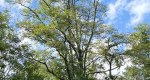 Full view of a black locust tree on a sunny day