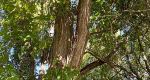 Cropped view of a black locust tree