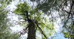 Upward view of a black locust tree with leaves