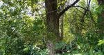 Black locust tree