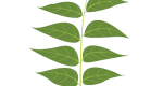 Black Walnut Leaf Illustration