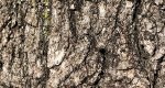 An image of a Black Walnut tree bark in the Rowan University Arboretum.
