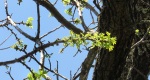 An image of the black walnut leaves and leaf buds