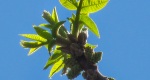 An image of the black walnut leaves and leaf buds