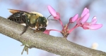Eastern carpenter bee (Xylocopa virginica) resting on a redbud branch (Cercis canadensis).