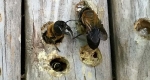 Large carpenter bees (Xylocopa virginica) burrow through wood.
