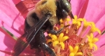 Eastern carpenter bee (Xylocopa virginica) consuming nectar from a flower.