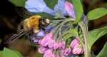 Eastern carpenter bee (Xylocopa virginica) nectar robbing a Virginia Bluebell (Mertensia virginica).