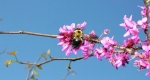 Eastern carpenter bee (Xylocopa virginica) extracting nectar from a native redbud tree (Cercis canadensis).