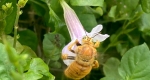 016-zinnia-carpenter-beley Carpenter Bee (Xylocopa sonorina) extracting nectar from a native flower.