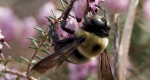 Eastern carpenter bee (Xylocopa virginica) performing buzz pollination.