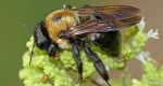 A photo of a Carpenter bee.